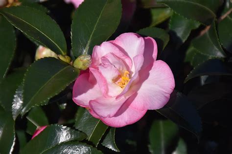 A Showcase of Beauty: The Gardens that Feature Camellia sasanqua October Magic
